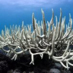 Coral bleaching sweeps Lakshadweep’s islands