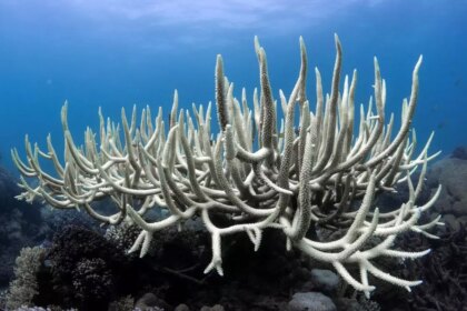 Coral bleaching sweeps Lakshadweep’s islands