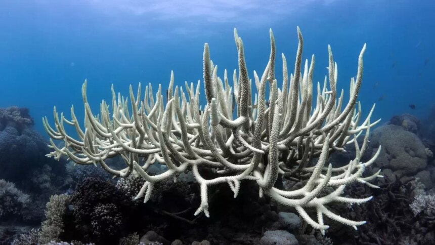 Coral bleaching sweeps Lakshadweep’s islands