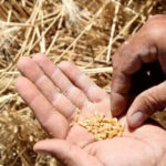 DMEO to evaluate decentralized procurement of wheat and paddy under the Minimum Support Price (MSP) scheme