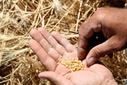 DMEO to evaluate decentralized procurement of wheat and paddy under the Minimum Support Price (MSP) scheme