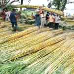 Sugar prices will likely come under pressure this season on better EU, Thai cane crops