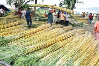 Sugar prices will likely come under pressure this season on better EU, Thai cane crops