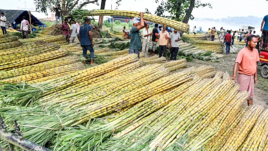 Sugar prices will likely come under pressure this season on better EU, Thai cane crops