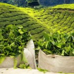 India’s tea export likely to be higher this year despite geopolitical tensions