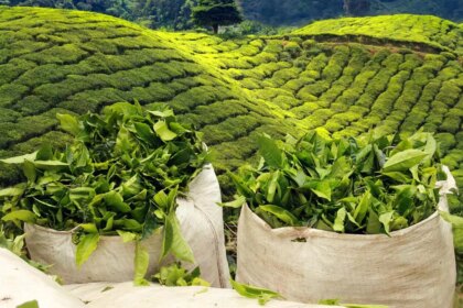 India’s tea export likely to be higher this year despite geopolitical tensions