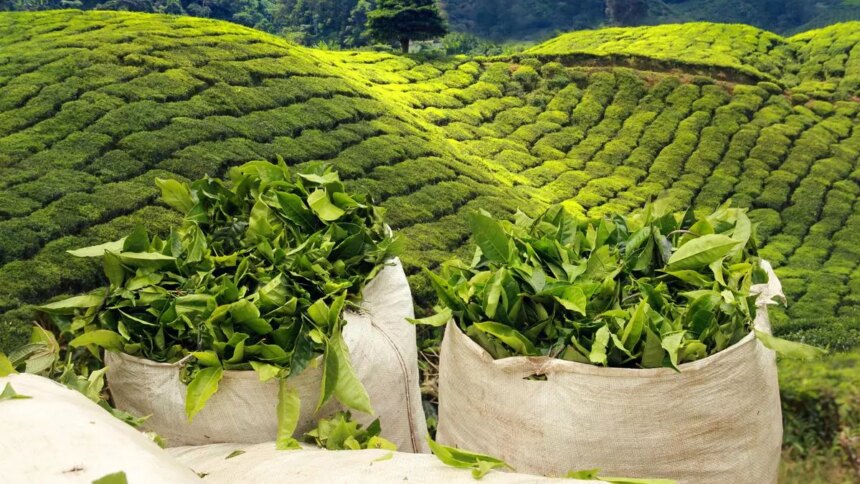 India’s tea export likely to be higher this year despite geopolitical tensions