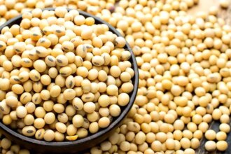 Prospects bearish for soyabean in 2025 on higher Brazilian output, weak Chinese demand