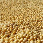 SEA asks Govt to procuring soyabean at MSP, build buffer stocks