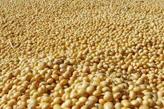 SEA asks Govt to procuring soyabean at MSP, build buffer stocks