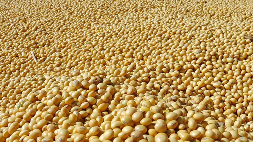 SEA asks Govt to procuring soyabean at MSP, build buffer stocks