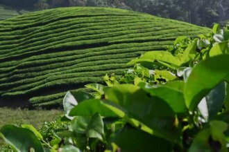 Tea prices up sharply at North and South India auction centres in 2024’s last sale