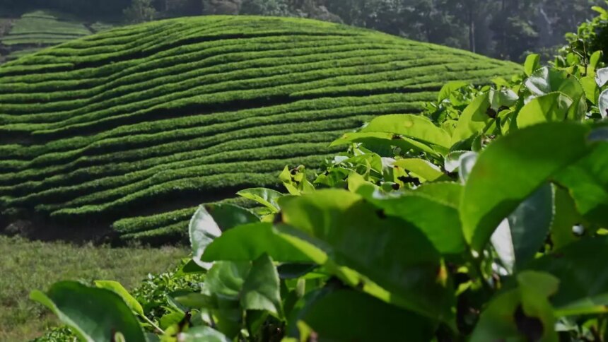 Tea prices up sharply at North and South India auction centres in 2024’s last sale