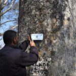 The pride of Kashmir – the Chinar tree - gets a digital identity 