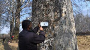 The pride of Kashmir – the Chinar tree - gets a digital identity 