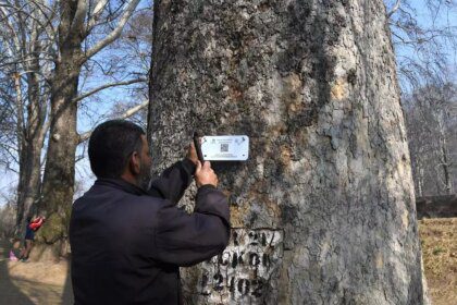 The pride of Kashmir – the Chinar tree - gets a digital identity 