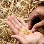 Government considers lifting ban on trade in some crop futures