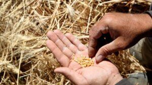 Government considers lifting ban on trade in some crop futures