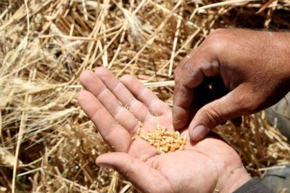 Government considers lifting ban on trade in some crop futures