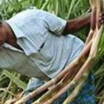 India’s sugar production dips 16% to 95.40 lakh tonnes in Oct-Dec, says ISMA