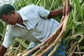 India’s sugar production dips 16% to 95.40 lakh tonnes in Oct-Dec, says ISMA