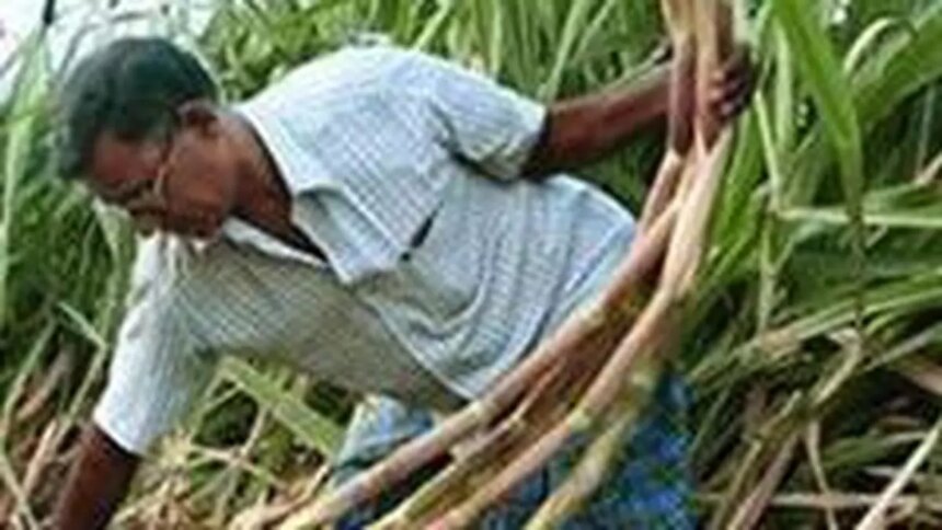 India’s sugar production dips 16% to 95.40 lakh tonnes in Oct-Dec, says ISMA