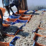 Indian seafood navigates US challenges in 2024, eyes robust recovery in 2025