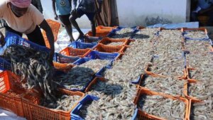 Indian seafood navigates US challenges in 2024, eyes robust recovery in 2025