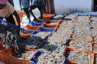 Indian seafood navigates US challenges in 2024, eyes robust recovery in 2025