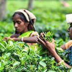 Higher shipments from the South boost Indian tea exports; prices seen firm in the near term