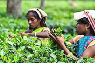 Higher shipments from the South boost Indian tea exports; prices seen firm in the near term