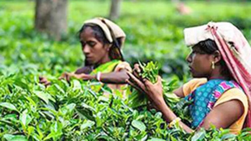 Higher shipments from the South boost Indian tea exports; prices seen firm in the near term