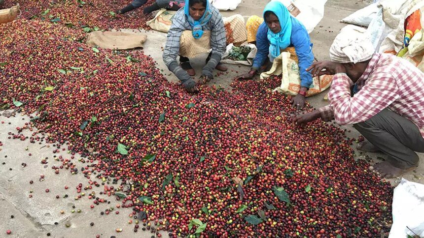 India’s coffee exports zoom 45% to record $1.68 billion in 2024 on high global prices, demand