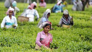 Kochi Auctions: Tea arrivals sees drop in winter