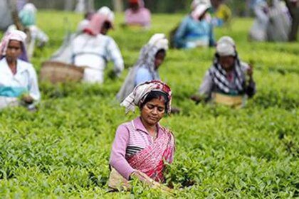 Kochi Auctions: Tea arrivals sees drop in winter