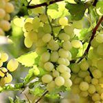 Maharashtra leads India’s grape exports, contributes 67% of output