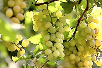 Maharashtra leads India’s grape exports, contributes 67% of output