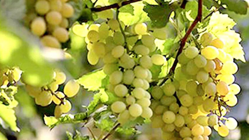 Maharashtra leads India’s grape exports, contributes 67% of output