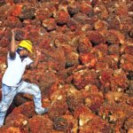 Oil palm prices soar past ₹20,000/tonne in Telangana and Andhra Pradesh