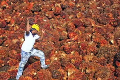 Oil palm prices soar past ₹20,000/tonne in Telangana and Andhra Pradesh