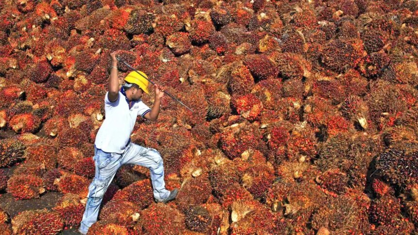 Oil palm prices soar past ₹20,000/tonne in Telangana and Andhra Pradesh