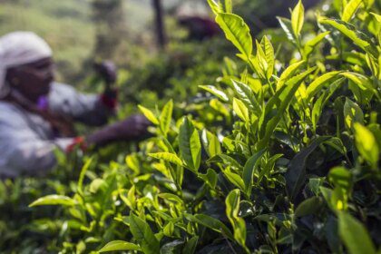 Orthodox tea prices gain steam on export demand at Kochi auctions 