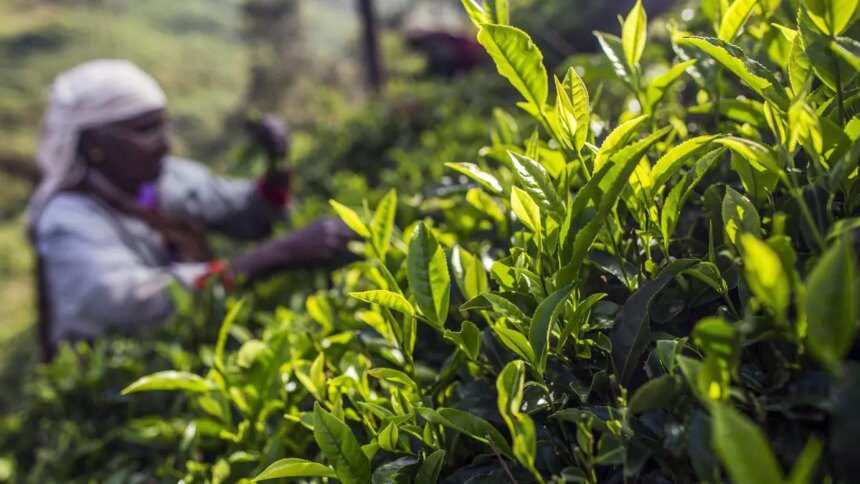 Orthodox tea prices gain steam on export demand at Kochi auctions 