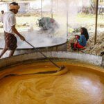 Jaggery making hits sweet spot with use of solar power