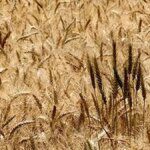 Global wheat prices seen under pressure on record output