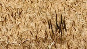 Global wheat prices seen under pressure on record output