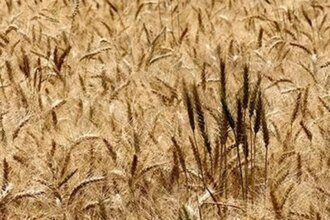 Global wheat prices seen under pressure on record output