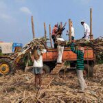 Sugar crushing season may end early on sugarcane shortage in Maharashtra, Karnataka