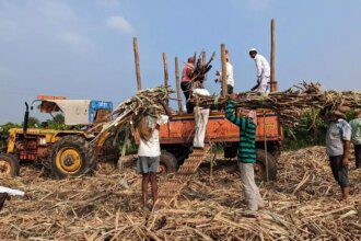 Sugar crushing season may end early on sugarcane shortage in Maharashtra, Karnataka