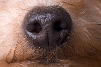 A Nose-Computer Interface Could Turn Dogs Into Super Detectors